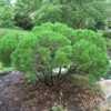 Sea Green Chinese Juniper